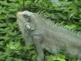 /album/fotogaleria/especies-de-la-region-2-jpg1/