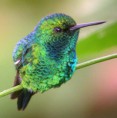 /album/fotogaleria/chlorostilbon-melanorhynchus-202-jpg/