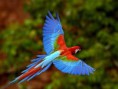 /album/fotogaleria/guacamaya-jpg/